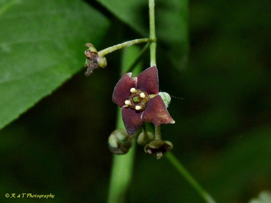 {Euonymus atropurpureus}